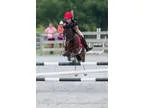 Adorable paint show pony gelding