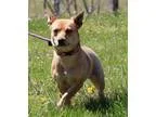 Adopt Raven a German Shepherd Dog