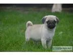 Gentle pug puppies on sale
