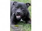 Adopt AndyADOPTED a Pit Bull Terrier
