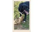 Adopt Spencer a Jack Russell Terrier