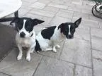Adopt Lacey a White - with Black Rat Terrier  Terrier (Unknown T
