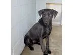 Adopt Troy a Black Labrador Retriever  Mixed dog in Summerville 
