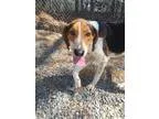 Adopt Jake a Tricolor (TanBrown and Black and White) Hound (Unkn