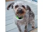 Adopt Piper a Poodle