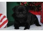 Cute pug puppies available now