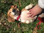 Adopt Lily a Beagle Mixed dog in Washington DC ()