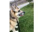 Adopt Heidi a German Shepherd Dog Alaskan Malamute