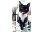 Adopt Kat (Angel) a Black and White or Tuxedo Domestic Shorthair