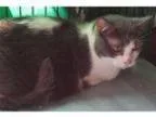 Adopt Munchkin Girl a Munchkin Russian Blue