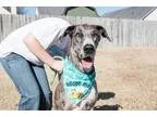 Adopt Eleven a GrayBlueSilverSal t and Pepper Great Dane  Mixed 