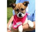 Adopt Angelica a Boxer German Shepherd Dog