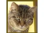Adopt Pepper a BrownChocolate - with Black Catahoula Leopard Dog