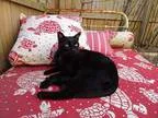 Adopt LBK a Black (Mostly) Domestic Shorthair  Mixed cat in Sava