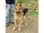 Adopt Tanner a German Shepherd Dog