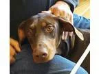 Adopt Dobi a Black - with Tan Yellow or Fawn Doberman Pinscher  
