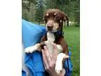 Adopt Wylie a BrownChocolate - with White Dachshund  Fox Terrier