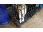 Three husky females left