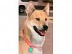 Adopt Hendrix a Shepherd Husky