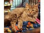 Adopt Raine a Brown Tabby Maine Coon  Mixed (medium coat) cat in