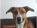 Adopt Humphrey a Tricolor (TanBrown and Black and White) Basset 