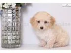 Jewel - Female Poochon Puppy