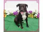 Adopt SANDY-volunteer fave a Labrador Retriever