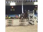 Champion Kid Safe Welsh Pony