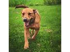 Adopt Irie a Boxer