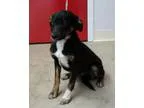 Adopt Cepheus a Black - with White German Shepherd Dog  Mixed do