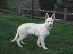 Adopt KALI (KALLISTA) a White - with Tan Yellow or Fawn Shepherd
