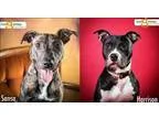 Adopt Harrison and Sansa a Black - with White American Staffords