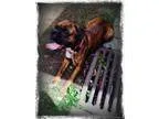 AKC boxer puppy s