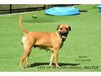 Adopt ROXIE a Pit Bull Terrier Boxer