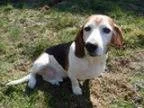 Adopt Clyde a Basset Hound