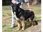 Adopt Baron a German Shepherd Dog