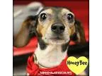 Adopt Honey Bee a Dachshund Toy Fox Terrier