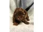 Adopt Rose a Lhasa Apso
