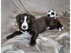 Adopt NEVAEH a BrownChocolate - with White Border Collie  Mixed 