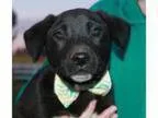 Adopt Kylo ADOPTED a Labrador Retriever Mastiff