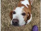 Adopt Poppy a Basset Hound  Dachshund  Mixed dog in Neosho MO (1
