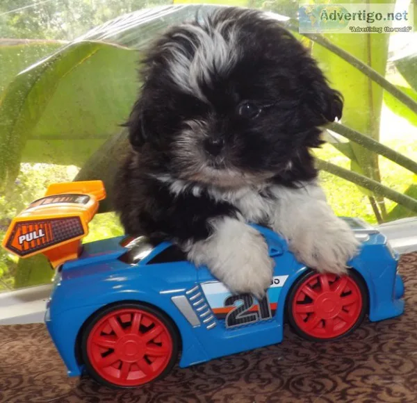 Registered Shih-Tzu Pups
