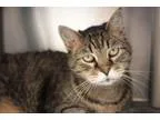 Adopt Baby Girl a Domestic Short Hair