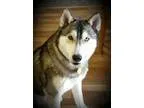 Adopt Axel - Courtesy listing - Seattle Area a Siberian Husky