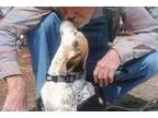 Adopt July a Beagle