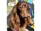 Adopt Debbie a BrownChocolate - with Tan Dachshund  Mixed dog in