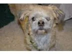 Adopt Daisy a White Shih Tzu  Mixed dog in San Antonio TX (15387