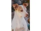 Adopt Georgie a Jack Russell Terrier