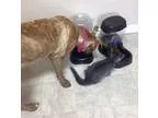 Adopt Caught Red Handed a TanYellowFawn Golden Retriever  Labrad
