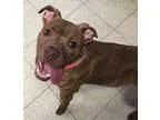 Adopt Rhode Island-Puppy a BrownChocolate - with White Terrier (